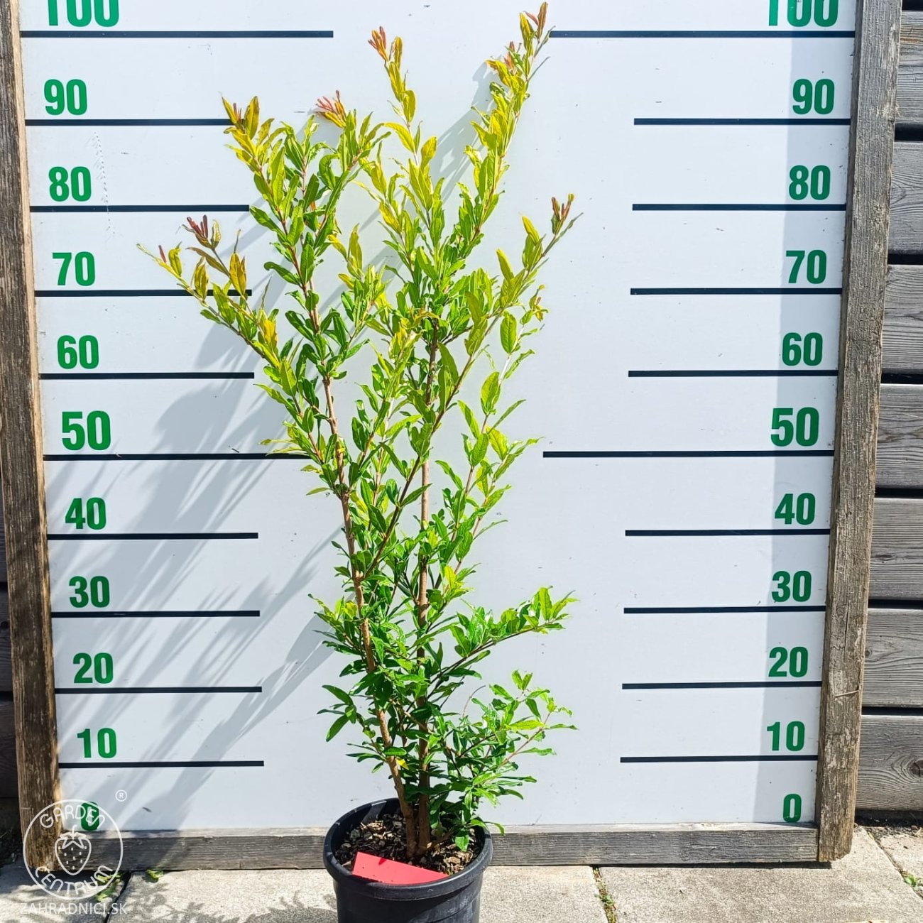 Obrázok Granátové jablko (Punica granatum) ´MAXIMA RUBRA´ - výška 60-80 cm, kont. C3L (-16°C)